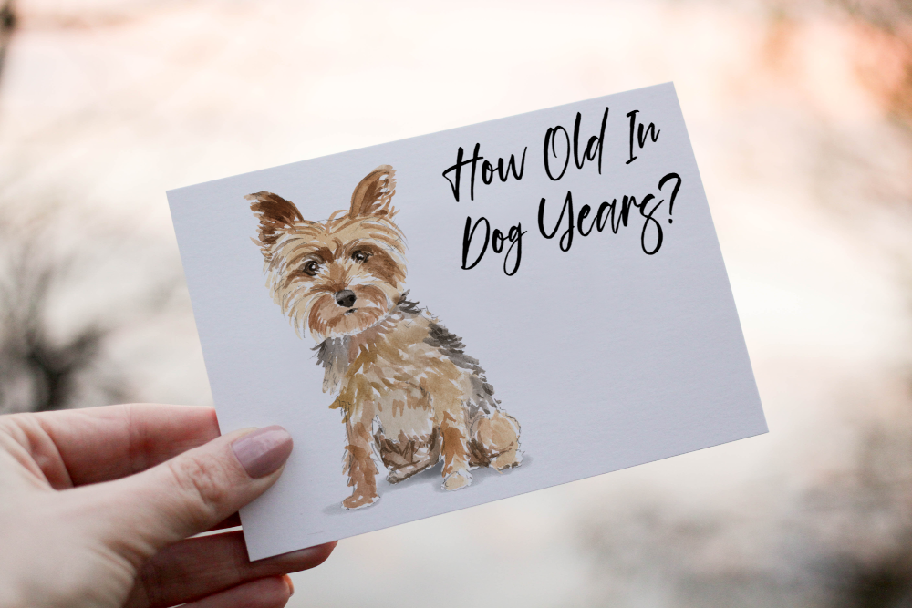 Yorkshire Terrier Dog Birthday Card, Dog Birthday Card